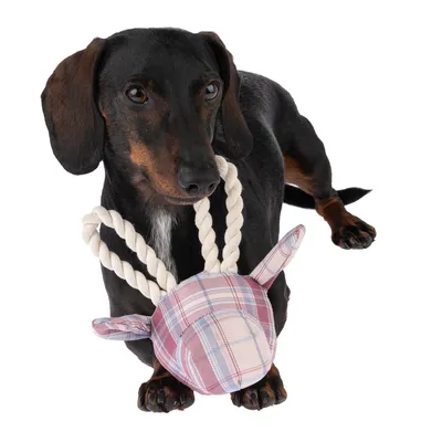 Chien teckel tenant un jouet en corde blanche et tissu à carreaux rose et bleu clair, forme tête d’animal avec oreilles. Jouet pour chien visible en entier.