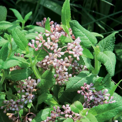 Primo piano di foglie verdi e fiori rosa-bianchi di una pianta, forse per descrivere ingredienti naturali.