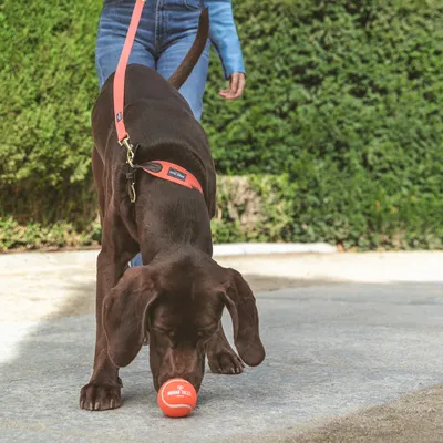 Chien marron en laisse orange Nomad Tales, reniflant une balle orange marquée 'Nomad Tales', personne debout à l’arrière-plan, extérieur sur sol pavé.