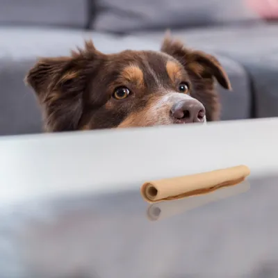 Chien regardant un rouleau à mâcher beige posé sur une table, canapé gris en arrière-plan. Aucun texte ou marque visible.