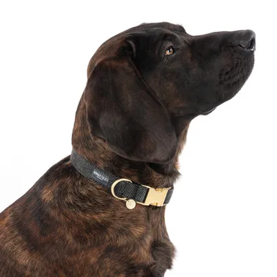 Hond met zwarte halsband van Nomad Tales, gouden gesp en hanger zichtbaar.