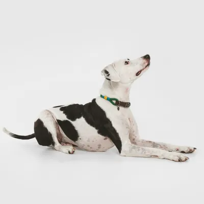 Hund med sort-hvid pels bærer et halsbånd i grøn og gul, ligger på hvid baggrund og kigger op.