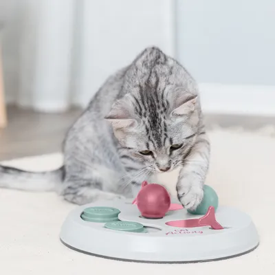 Chat gris jouant avec un plateau d’activité interactif blanc, éléments mobiles verts et roses, texte visible : Cat Activity.