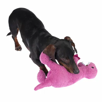 Hund leker med ett rosa gosedjur i dinosaurieform.