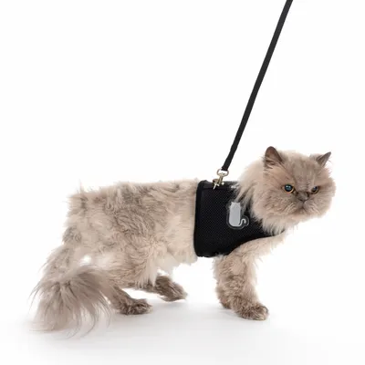 Langhåret kat med sort sele og line, egnet til gåture. Sele med katte-symbol på siden.