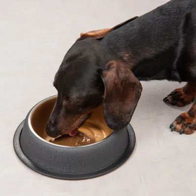 Dog eating from a black food bowl with a golden interior. Shows use of the bowl for dog food.
