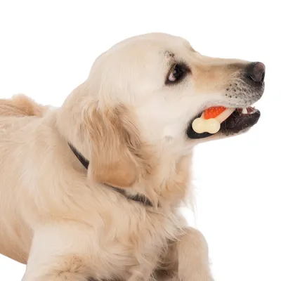 Cane tiene in bocca un gioco da masticare arancione e bianco a forma di osso.