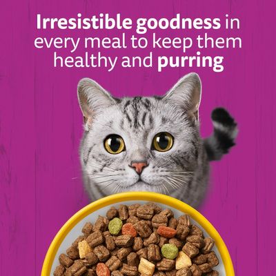 Text: Irresistible goodness in every meal to keep them healthy and purring. Shown are a grey cat and a bowl with dry food.