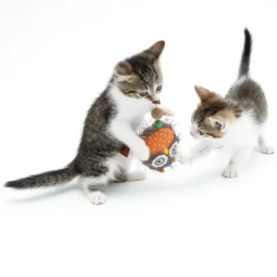 Deux chatons jouent avec un jouet en forme de hibou orange et gris, doté d'une boule suspendue. Le jouet semble fait de tissu et de fausse fourrure.