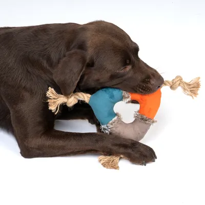 Chien marron tenant un jouet en corde avec anneau textile bleu, orange et gris dans la bouche. Matériaux visibles : tissu et corde.