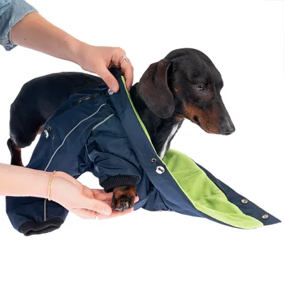 Persona aiuta un cane a indossare un cappotto blu scuro con fodera interna verde. Il cappotto ha bottoni a pressione e strisce rifrangenti.