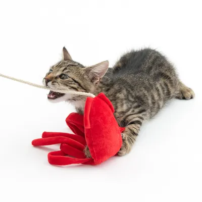 Gato atigrado juega con un juguete de peluche rojo en forma de cangrejo, sujeto a una cuerda.