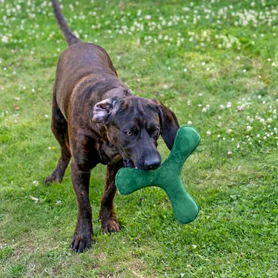 Câine care se joacă cu o jucărie verde în formă de os pe o pajiște.