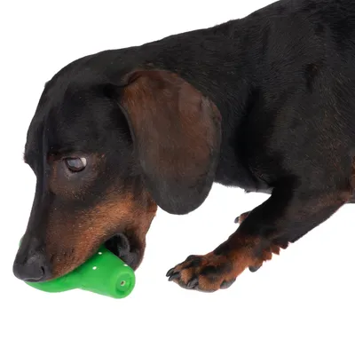 Dog with green plastic chew toy in mouth, demonstrating use of the toy.