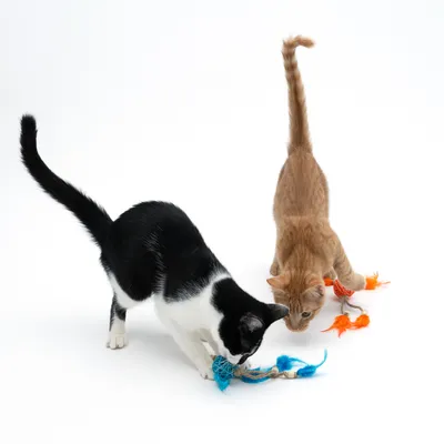 Deux chats jouent avec des jouets pour chat en ficelle, plumes bleues et oranges visibles au sol.