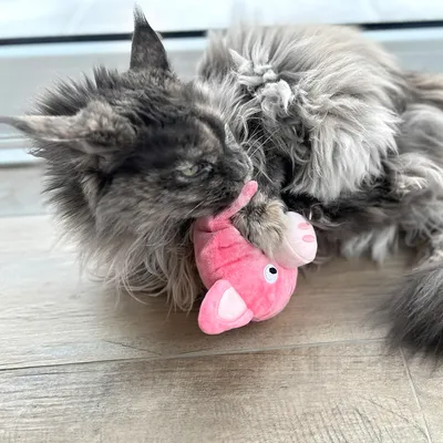 Langhaarige Katze spielt mit einem rosa Plüschspielzeug in Form eines Schweins auf einem Holzboden.
