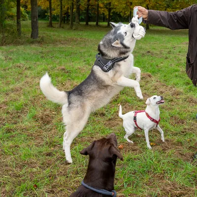 Psy bawią się sznurkową zabawką na zewnątrz. Husky skacze, mały pies patrzy, a brązowy pies stoi na pierwszym planie.