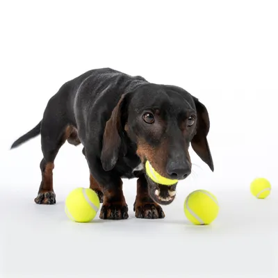 Bassotto nero gioca con palline da tennis gialle, tenendo una pallina in bocca.