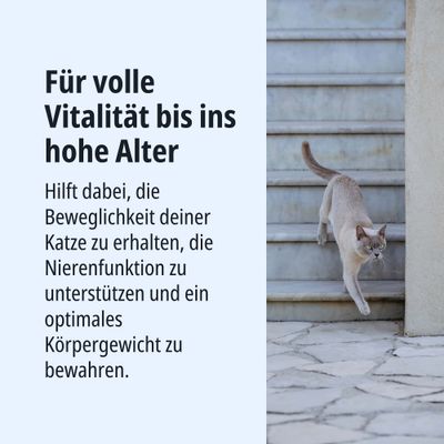 Für volle Vitalität bis ins hohe Alter. Hilft, Beweglichkeit der Katze zu erhalten, Nierenfunktion zu unterstützen und optimales Körpergewicht zu bewahren.
