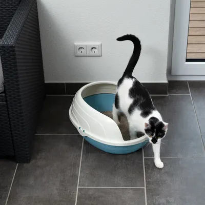 Caja de arena para gatos con borde medio alto, blanca y azul, llena de arena. Gato saliendo de la caja. Adecuada para interiores con suelo de baldosas.