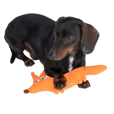 Schwarzer Hund spielt mit orangefarbenem Plüschspielzeug in Form eines Fuchses.