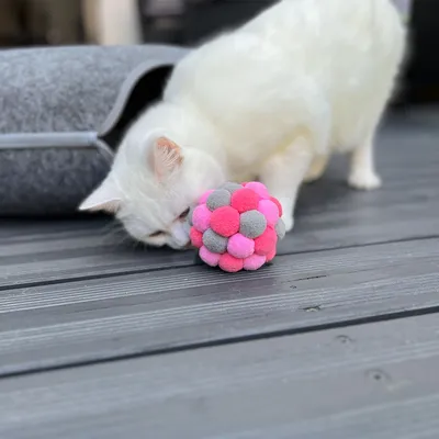 Chat blanc reniflant une balle composée de pompons roses et gris sur un sol en bois, à côté d'une niche grise en feutre.