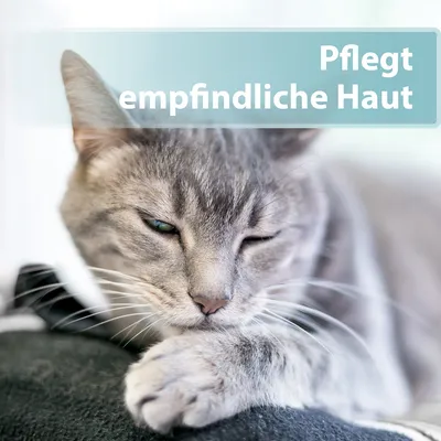 Pflegt empfindliche Haut. Graue Katze mit geschlossenen Augen liegt entspannt auf einer dunklen Oberfläche.
