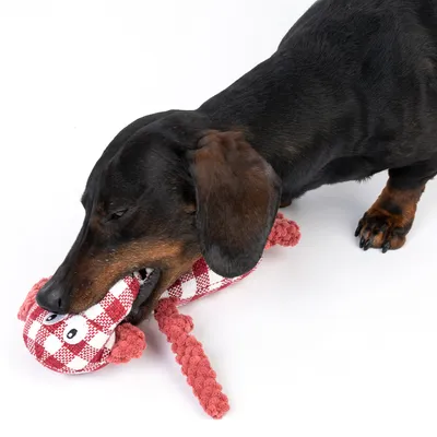 Chien teckel mordant un jouet en tissu rouge et blanc à motif carreaux, forme d’animal avec yeux brodés, sur fond blanc.