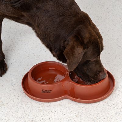 Chien marron mangeant dans une gamelle double en plastique marron, compartiments pour eau et nourriture, marque Modern Living visible sur la gamelle.