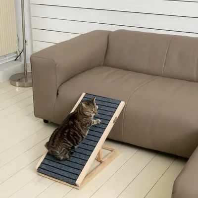 Chat allongé sur une rampe inclinée en bois et tissu, placée devant un canapé beige dans un salon. La rampe est posée sur le sol clair à côté d'une lampe sur pied.