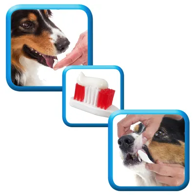 Step-by-step images showing toothpaste being applied to a toothbrush and then used to clean a dog's teeth, demonstrating how to brush a dog's teeth.
