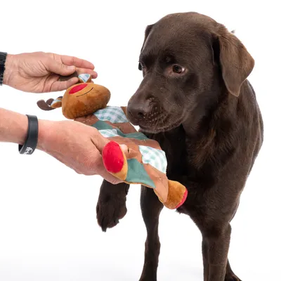 Hand hält ein Rentier-Plüschspielzeug mit roten Akzenten und kariertem Muster vor einem braunen Hund.