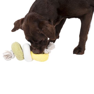 Cane marrone che gioca con un gioco da masticare in tessuto e corda giallo, bianco e verde.