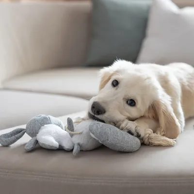 Chiot beige allongé sur un canapé, tenant un jouet en tissu gris et blanc avec corde dans la gueule. Jouet en forme d’animal, matériaux visibles : tissu et corde.