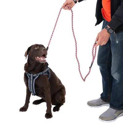 Hund mit schwarzem Geschirr und rot-weiss geflochtener Leine, gehalten von einer Person. Demonstration der Nutzung von Hundegeschirr und Leine.