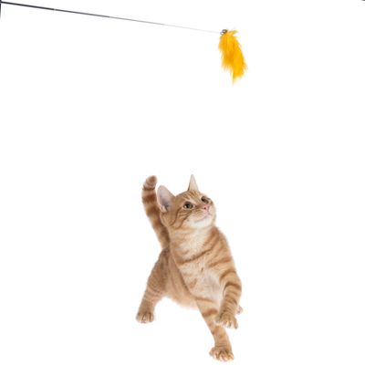 Spielangel mit gelber Feder, Katze interagiert spielerisch mit dem Spielzeug.