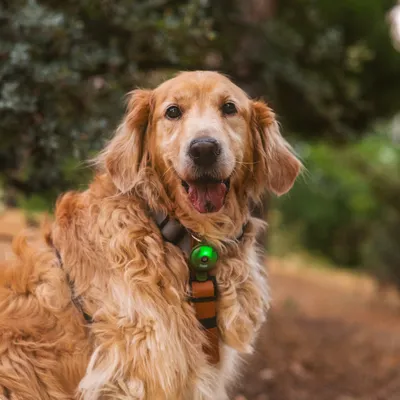 Chien à poils longs portant un harnais marron avec une médaille ou accessoire vert attaché, en extérieur.