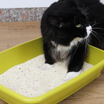 Black cat standing in a green litter tray with white cat litter. Demonstration of cat litter use.