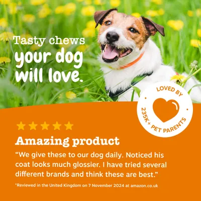Lækre tyggeben, som din hund vil elske. Elsket af over 235.000 kæledyrsejere. Fantastisk produkt: Vi giver disse til vores hund dagligt. Har bemærket, at hans pels ser meget mere glansfuld ud. Anmeldt i UK den 7. november 2024. Lækre tyggeben, som din hund vil elske. Elsket af over 235.000 kæledyrsejere. Fantastisk produkt: Vi giver disse til vores hund dagligt. Har bemærket, at hans pels ser meget mere glansfuld ud. Anmeldt i UK den 7. november 2024.