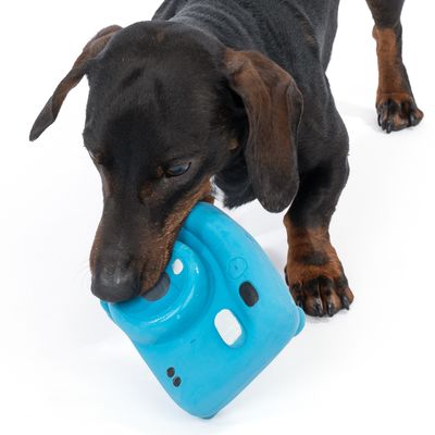 Cane gioca con un gioco blu a forma di fotocamera. Il prodotto mostra l'uso da parte dell'animale domestico.