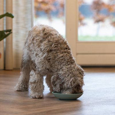 Hund frisst aus einem Napf in einem Wohnzimmer mit Holzboden und grossen Fenstern im Hintergrund.