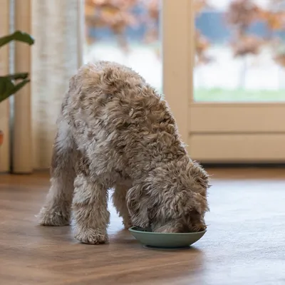 Chien à poil bouclé beige mangeant dans une gamelle verte posée au sol, intérieur lumineux avec fenêtre en arrière-plan.