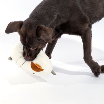 Pes si hraje s bílou plyšovou hračkou ve tvaru donutu s hnědými a oranžovými detaily.