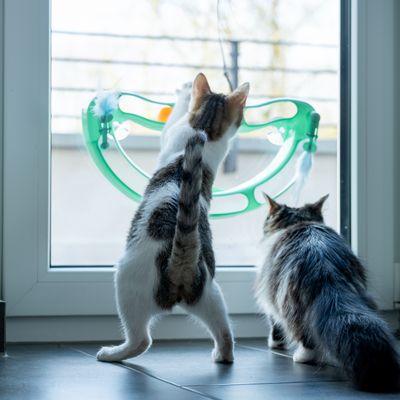 Kaksi kissaa leikkii vihreällä ikkunalelulla, joka on kiinnitetty lasipintaan.
