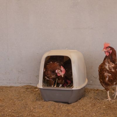 Hühner in und neben einer grauen und weissen Kunststoffbox mit Stroh, geeignet als Nistplatz oder Rückzugsort.