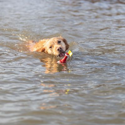 Chien de taille moyenne nageant dans l’eau avec un jouet flottant rouge et jaune en plastique dans la gueule.