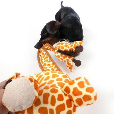 Hond speelt met een pluchen speelgoed in de vorm van een giraffe met een lange nek en bruine accenten. Hand houdt het speelgoed bij het hoofd vast.