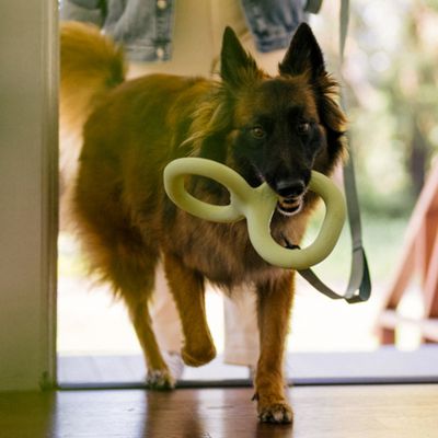Cane con un gioco ad anello verde chiaro in bocca, in piedi in una porta aperta.