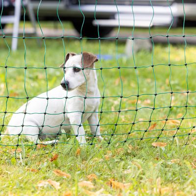 Hond achter groen net in de tuin. Het net dient als afbakening of beschermingsbarrière.