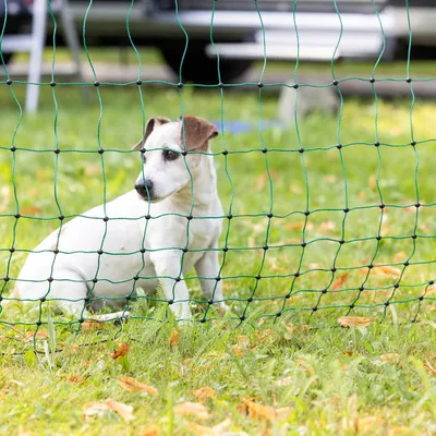 Chien blanc assis derrière un filet de clôture en plastique vert, installé sur une pelouse extérieure.